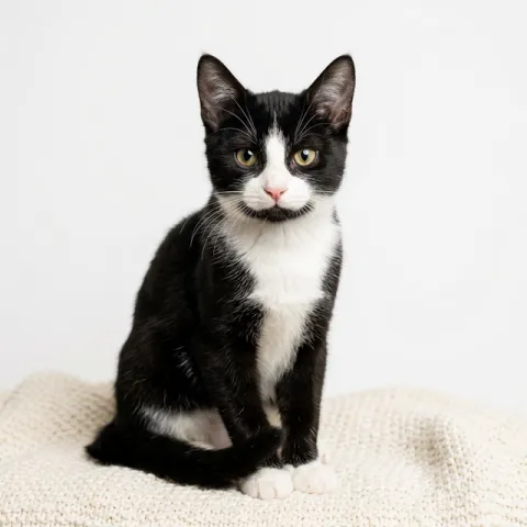 Black and white tuxedo cat portrait